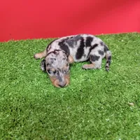 Silver dapple female 3, a female Miniature Dachshund for sale in Walnut Grove, MS – 5 of 9