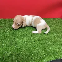White and tan female , a male Miniature Dachshund for sale in Walnut Grove, MS – 4 of 9