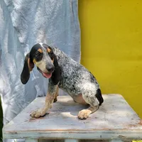 Female 1, a female Bluetick Coonhound for sale in Walnut Grove, MS – 4 of 5