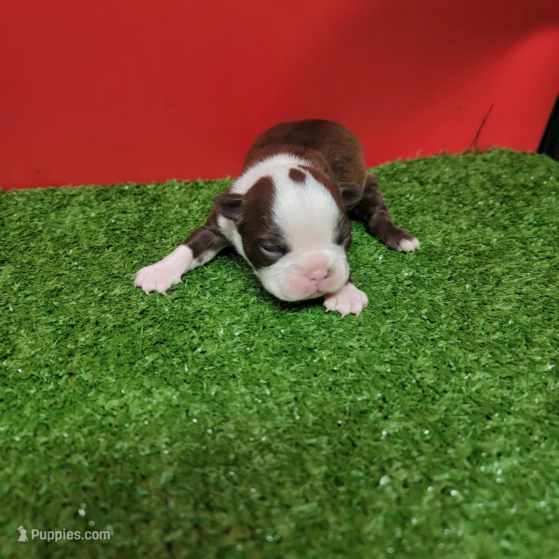 Chocolate and white female 