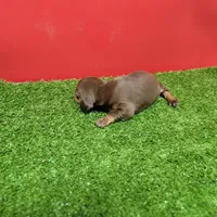 Chocolate and tan female (Dark Chocolate), a female Miniature Dachshund for sale in Walnut Grove, MS – 4 of 6