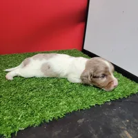 Longhair female , a female Miniature Dachshund for sale in Walnut Grove, MS – 3 of 10