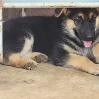 Black-and-tan smooth coat male 1, a male German Shepherd Dog for sale in Walnut Grove, MS – 2 of 8