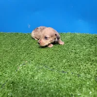 Brown male 2, a male Miniature Dachshund for sale in Walnut Grove, MS – 3 of 6