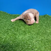 Dapple male , a male Boston Terrier for sale in Walnut Grove, MS – Photo 3 of 9