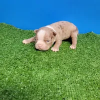 Dapple male , a male Boston Terrier for sale in Walnut Grove, MS – Photo 8 of 9