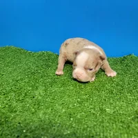 Dapple male , a male Boston Terrier for sale in Walnut Grove, MS – Photo 2 of 9