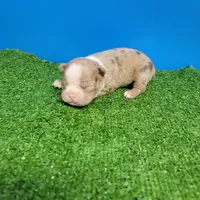 Dapple male , a male Boston Terrier for sale in Walnut Grove, MS – Photo 4 of 9