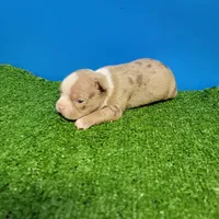 Dapple male , a male Boston Terrier for sale in Walnut Grove, MS – Photo 5 of 9