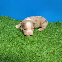 Dapple male , a male Boston Terrier for sale in Walnut Grove, MS – Photo 1 of 9