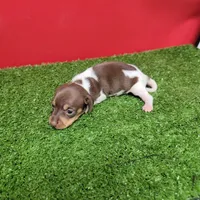 Chocolate and white female , a female Miniature Dachshund for sale in Walnut Grove, MS – 7 of 10