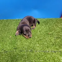 Black and tan male 2, a male Miniature Dachshund for sale in Walnut Grove, MS – 5 of 8