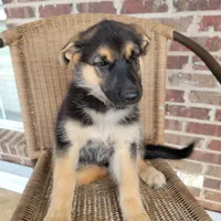 Black-and-tan smooth coat male 1, a male German Shepherd Dog for sale in Walnut Grove, MS – 5 of 8