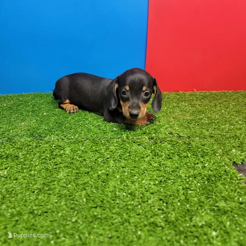 Black and tan male 2 – Miniature Dachshund puppy for sale in Walnut Grove, MS