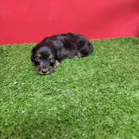 Black-and-tan longhair female , a female Miniature Dachshund for sale in Walnut Grove, MS – 5 of 6
