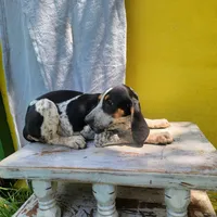 Female 5, a female Bluetick Coonhound for sale in Walnut Grove, MS – 6 of 7