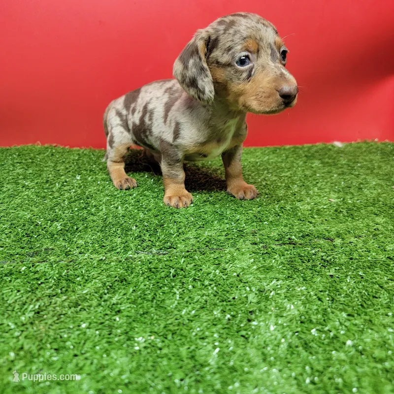 Chocolate dapple male  – Miniature Dachshund puppy for sale in Walnut Grove, MS