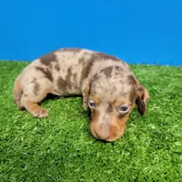 Chocolate dapple male , a male Miniature Dachshund for sale in Walnut Grove, MS – Photo 2 of 10