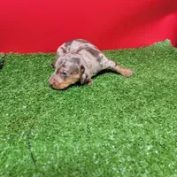 Chocolate dapple male , a male Miniature Dachshund for sale in Walnut Grove, MS – Photo 10 of 10