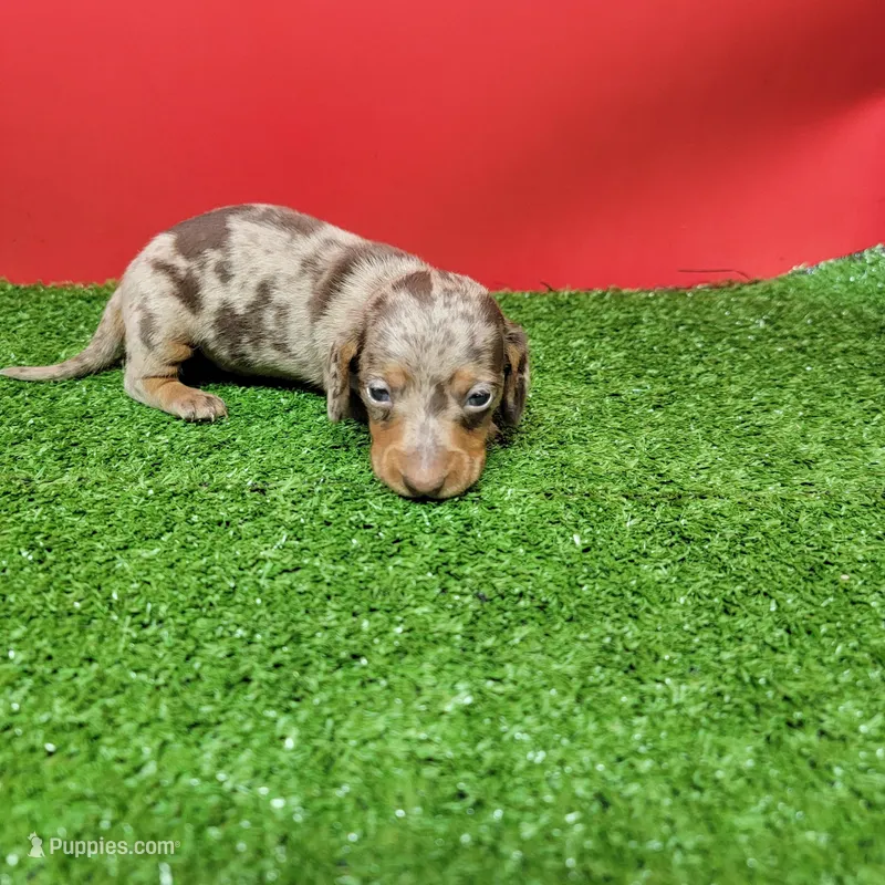 Chocolate dapple male  – Miniature Dachshund puppy for sale in Walnut Grove, MS