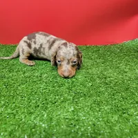 Chocolate dapple male , a male Miniature Dachshund for sale in Walnut Grove, MS – Photo 1 of 10