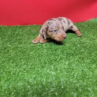 Chocolate dapple male , a male Miniature Dachshund for sale in Walnut Grove, MS – Photo 7 of 10