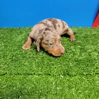 Chocolate dapple male , a male Miniature Dachshund for sale in Walnut Grove, MS – Photo 5 of 10