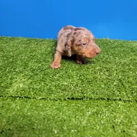 Chocolate dapple male , a male Miniature Dachshund for sale in Walnut Grove, MS – Photo 4 of 10