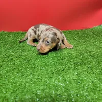 Chocolate dapple male , a male Miniature Dachshund for sale in Walnut Grove, MS – Photo 8 of 10