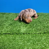 Chocolate dapple male , a male Miniature Dachshund for sale in Walnut Grove, MS – Photo 6 of 10