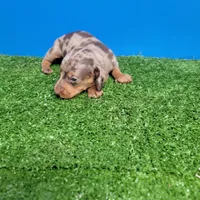 Chocolate dapple male , a male Miniature Dachshund for sale in Walnut Grove, MS – Photo 3 of 10