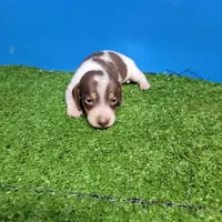 Chocolate and white male 2, a male Miniature Dachshund for sale in Walnut Grove, MS – 5 of 9
