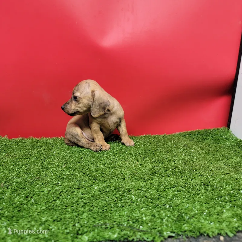 Brown female  – Miniature Dachshund puppy for sale in Walnut Grove, MS