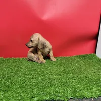 Tan female , a female Miniature Dachshund for sale in Walnut Grove, MS – 2 of 9