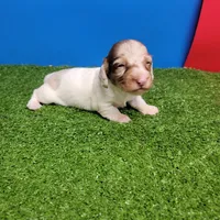 Longhair male , a male Miniature Dachshund for sale in Walnut Grove, MS – 3 of 10