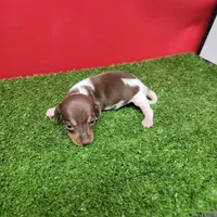 Chocolate and white female , a female Miniature Dachshund for sale in Walnut Grove, MS – 5 of 10