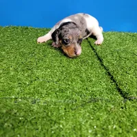 Silver dapple and white male , a male Miniature Dachshund for sale in Walnut Grove, MS – 2 of 9