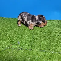 Silver Dapple male 1, a male Miniature Dachshund for sale in Walnut Grove, MS – 3 of 9