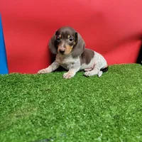Chocolate and white male 1, a male Miniature Dachshund for sale in Walnut Grove, MS – 2 of 7