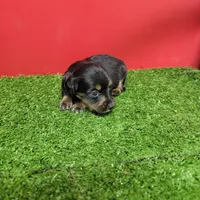 Black-and-tan longhair female , a female Miniature Dachshund for sale in Walnut Grove, MS – 4 of 6
