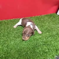 Chocolate and white female , a female Miniature Dachshund for sale in Walnut Grove, MS – 3 of 10