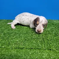 White and brown tick male , a male Miniature Dachshund for sale in Walnut Grove, MS – Photo 6 of 7