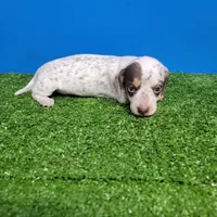 White and brown tick male , a male Miniature Dachshund for sale in Walnut Grove, MS – Photo 4 of 7