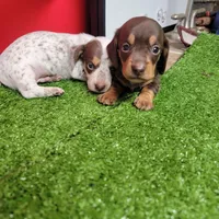 White and brown tick male , a male Miniature Dachshund for sale in Walnut Grove, MS – Photo 7 of 7