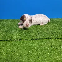 White and brown tick male , a male Miniature Dachshund for sale in Walnut Grove, MS – Photo 5 of 7