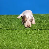 White and brown tick male , a male Miniature Dachshund for sale in Walnut Grove, MS – Photo 2 of 7