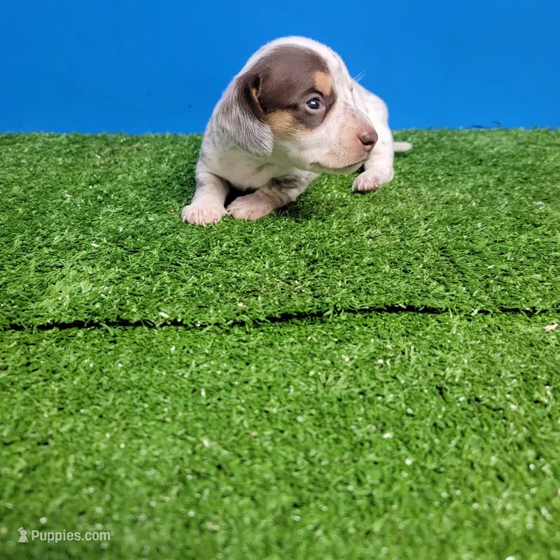 White and brown tick male  – Miniature Dachshund puppy for sale in Walnut Grove, MS