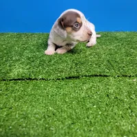 White and brown tick male , a male Miniature Dachshund for sale in Walnut Grove, MS – Photo 1 of 7