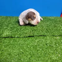 White and brown tick male , a male Miniature Dachshund for sale in Walnut Grove, MS – Photo 3 of 7