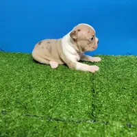 Boston 3 male , a male Boston Terrier for sale in Walnut Grove, MS – Photo 7 of 9